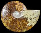 Wide Polished Cleoniceras Ammonite - Madagascar #49425-1